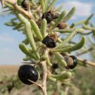 30 PCS Seeds Rare Black Goji Lycium Ruthenicum Murray Herb 30 PCS Seeds Rare Black Goji Lycium Ruthenicum Murray Herb