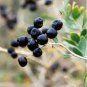 30 PCS Seeds Rare Black Goji Lycium Ruthenicum Murray Herb