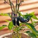 50 PCS Seeds Rare Black Hungarian Hot Chili Pepper Organic 50 PCS Seeds Rare Black Hungarian Hot Chili Pepper Organic