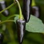 50 PCS Seeds Rare Black Hungarian Hot Chili Pepper Organic