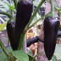 50 PCS Seeds Rare Black Hungarian Hot Chili Pepper Organic