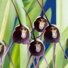100 PCS Seeds Rare Black Monkey Face Orchid Perennial Plants 100 PCS Seeds Rare Black Monkey Face Orchid Perennial Plants