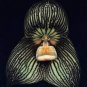 100 PCS Seeds Rare Black Monkey Face Orchid Perennial Plants