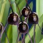 100 PCS Seeds Rare Black Monkey Face Orchid Perennial Plants