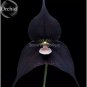 100 PCS Seeds Rare Black Monkey Face Orchid Perennial Plants