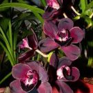 100 PCS Seeds Rare Black Orchid Flower Exotic Orchid Home Garden Bonsai Planting 100 PCS Seeds Rare Black Orchid Flower Exotic Orchid Home Garden Bonsai Planting