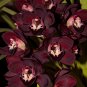 100 PCS Seeds Rare Black Orchid Flower Exotic Orchid Home Garden Bonsai Planting