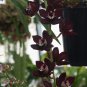 100 PCS Seeds Rare Black Orchid Flower Exotic Orchid Home Garden Bonsai Planting