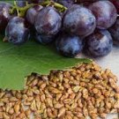 15 PCS Seeds Rare Black Orin Organic Sweet Grape Fruit 15 PCS Seeds Rare Black Orin Organic Sweet Grape Fruit