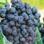 15 PCS Seeds Rare Black Orin Organic Sweet Grape Fruit