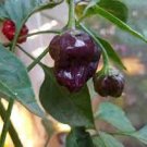50 PCS Seeds Rare Black Scorpion Tongue Chili Pepper Organic 50 PCS Seeds Rare Black Scorpion Tongue Chili Pepper Organic