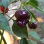 50 PCS Seeds Rare Black Scorpion Tongue Chili Pepper Organic
