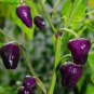50 PCS Seeds Rare Black Scorpion Tongue Chili Pepper Organic