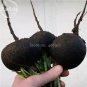 100 PCS Seeds Rare Black Small Fruit Radish with White meat
