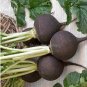 100 PCS Seeds Rare Black Small Fruit Radish with White meat