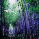 50 PCS Seeds Rare Black Timor Bamboo Bonsai
