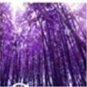 50 PCS Seeds Rare Black Timor Bamboo Bonsai