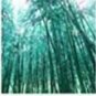 50 PCS Seeds Rare Black Timor Bamboo Bonsai