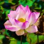 1 PCS Seeds Rare Blood Red Indonesia Lotus Flower