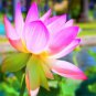 1 PCS Seeds Rare Blood Red Indonesia Lotus Flower