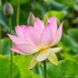 1 PCS Seeds Rare Blood Red Indonesia Lotus Flower