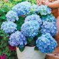 15 PCS Seeds Rare Blue Bonsai Hydrangea Flower Perennial Plant