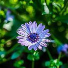 20 PCS Seeds Rare Blue Chrysanthemum Mosquito Repelling Flower