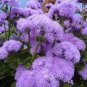20 PCS Seeds Rare Blue Chrysanthemum Mosquito Repelling Flower