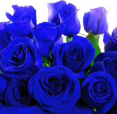 100 PCS Seeds Rare Blue Climbing Rose