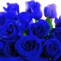 100 PCS Seeds Rare Blue Climbing Rose