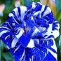 100 PCS Seeds Rare Blue Climbing Rose
