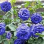 100 PCS Seeds Rare Blue Climbing Rose