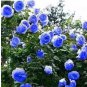 100 PCS Seeds Rare Blue Climbing Rose