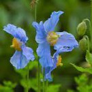 100 PCS Seeds Rare Blue Corn Iceland Poppy Annual Flowers