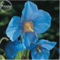 100 PCS Seeds Rare Blue Corn Iceland Poppy Annual Flowers
