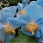 100 PCS Seeds Rare Blue Corn Iceland Poppy Annual Flowers