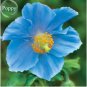 100 PCS Seeds Rare Blue Corn Iceland Poppy Annual Flowers