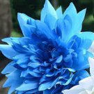 50 PCS Seeds Rare Blue Dahlia Flower 50 PCS Seeds Rare Blue Dahlia Flower
