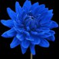 50 PCS Seeds Rare Blue Dahlia Flower