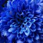 50 PCS Seeds Rare Blue Dahlia Flower