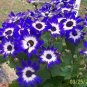 50 PCS Seeds Rare Blue Daisy