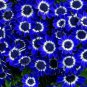 50 PCS Seeds Rare Blue Daisy
