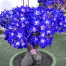 2 PCS Seeds Rare Blue Desert Rose (Adenium) 2 PCS Seeds Rare Blue Desert Rose (Adenium)
