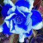2 PCS Seeds Rare Blue Desert Rose (Adenium)