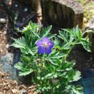 30 PCS Seeds Rare Blue Geranium Bonsai Perennial Rare Flower
