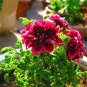 30 PCS Seeds Rare Blue Geranium Bonsai Perennial Rare Flower