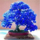 10 PCS Seeds Rare Blue Maple Tree 10 PCS Seeds Rare Blue Maple Tree