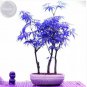 10 PCS Seeds Rare Blue Maple Tree