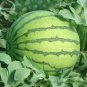 20 PCS Seeds Rare Blue Watermelon Sweet Fruits