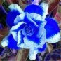 2 PCS Seeds Rare Blue White Desert Rose Adenium, Professional Pack